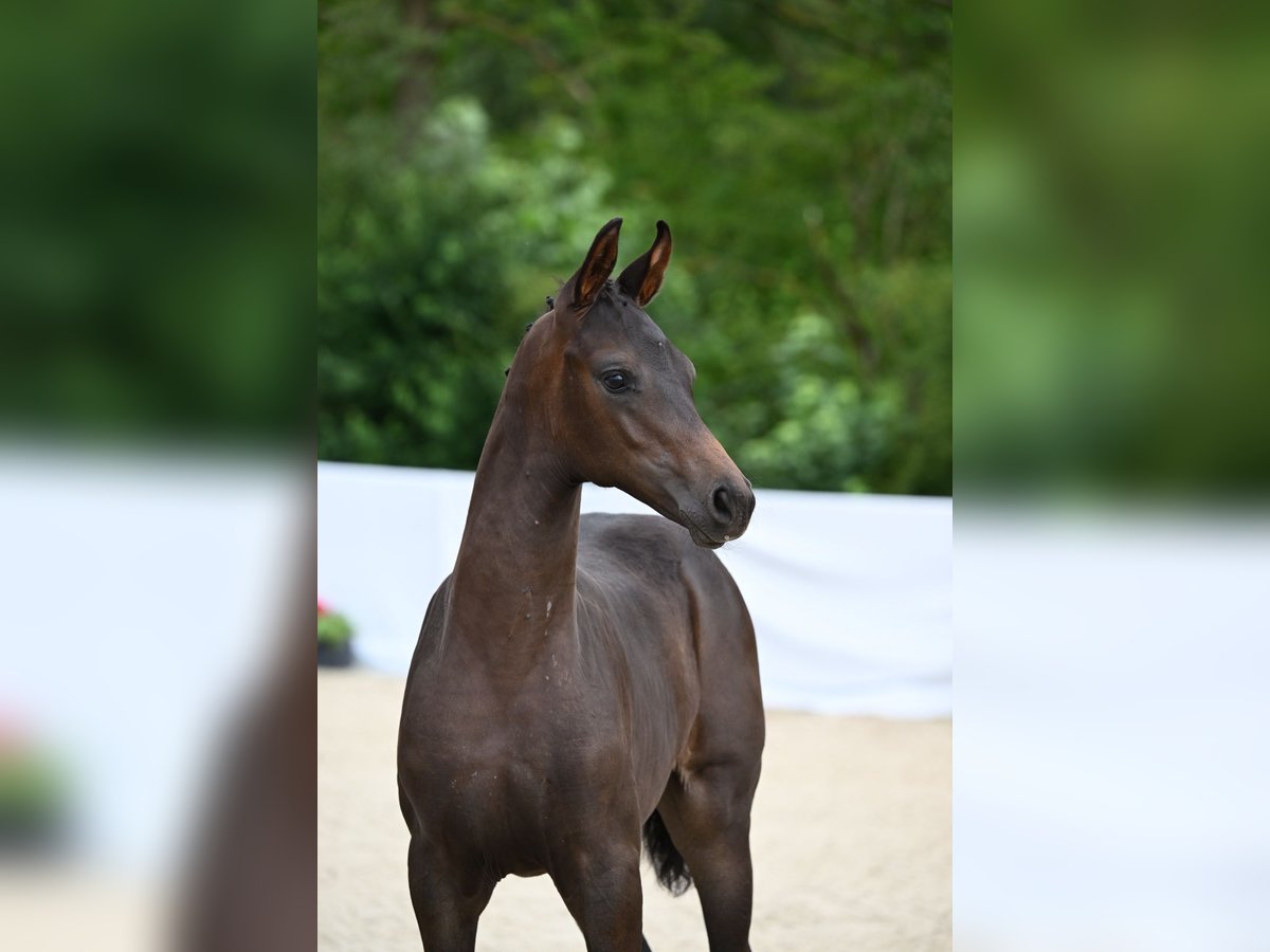 Duits sportpaard Merrie veulen (05/2024) Zwartbruin in Ostrach