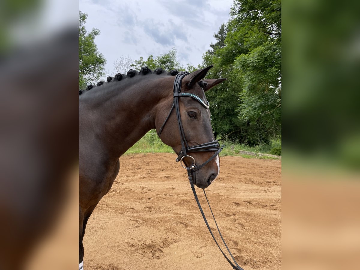 Duits sportpaard Ruin 10 Jaar 165 cm Donkerbruin in Harsdorf