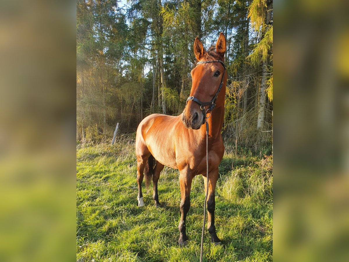 Duits sportpaard Ruin 10 Jaar 181 cm Bruin in Malchin