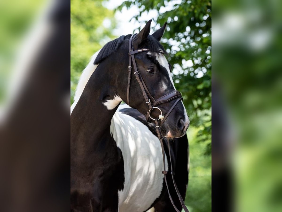 Duits sportpaard Ruin 11 Jaar 160 cm Gevlekt-paard in Doenrade