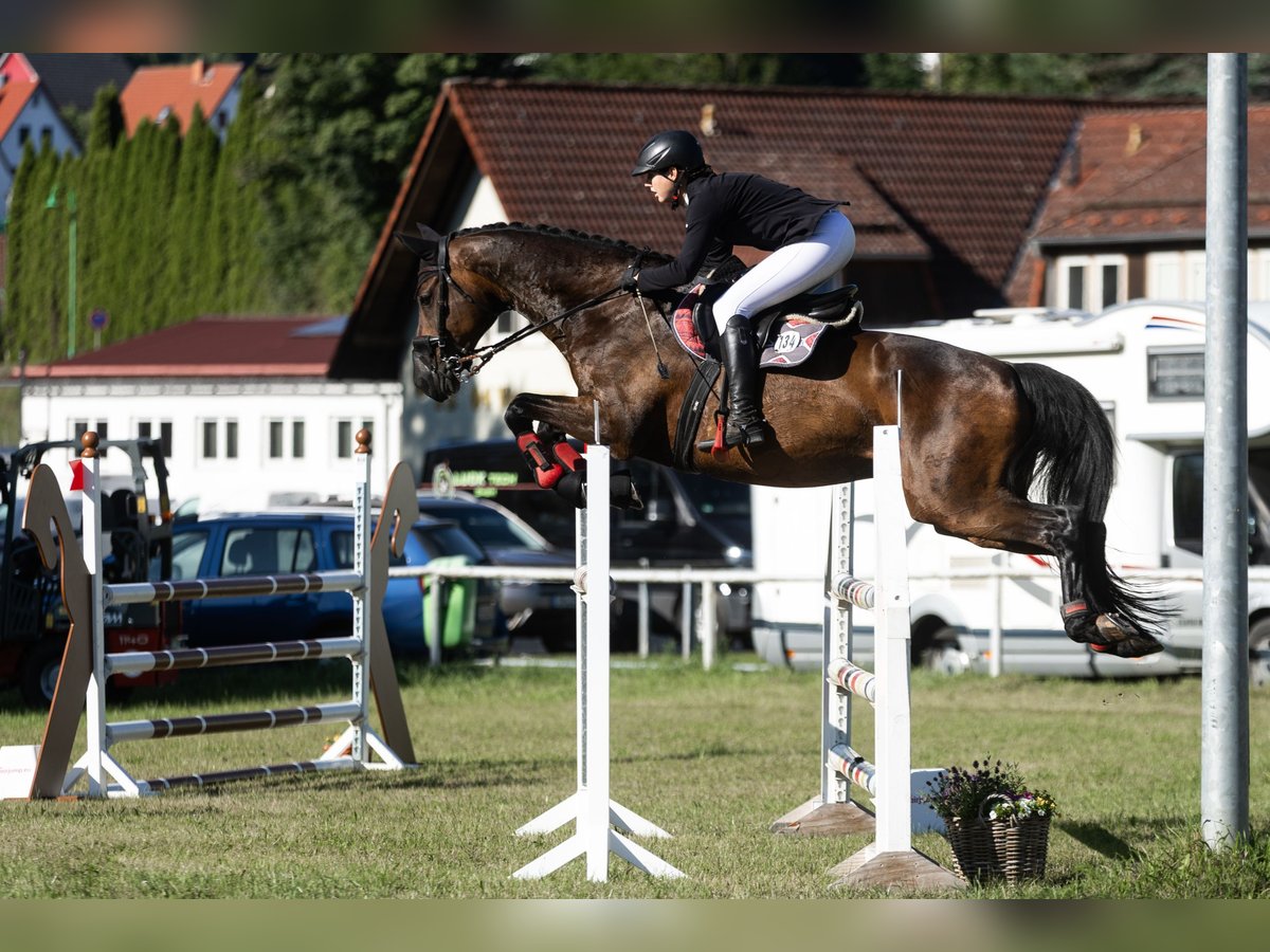 Duits sportpaard Ruin 12 Jaar 181 cm Donkerbruin in Borsdorf