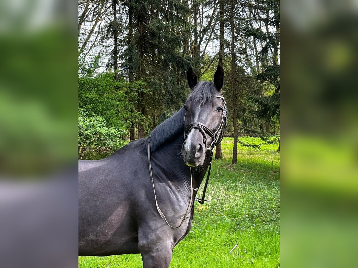 Duits sportpaard Ruin 13 Jaar 168 cm Zwart in Schmilau
