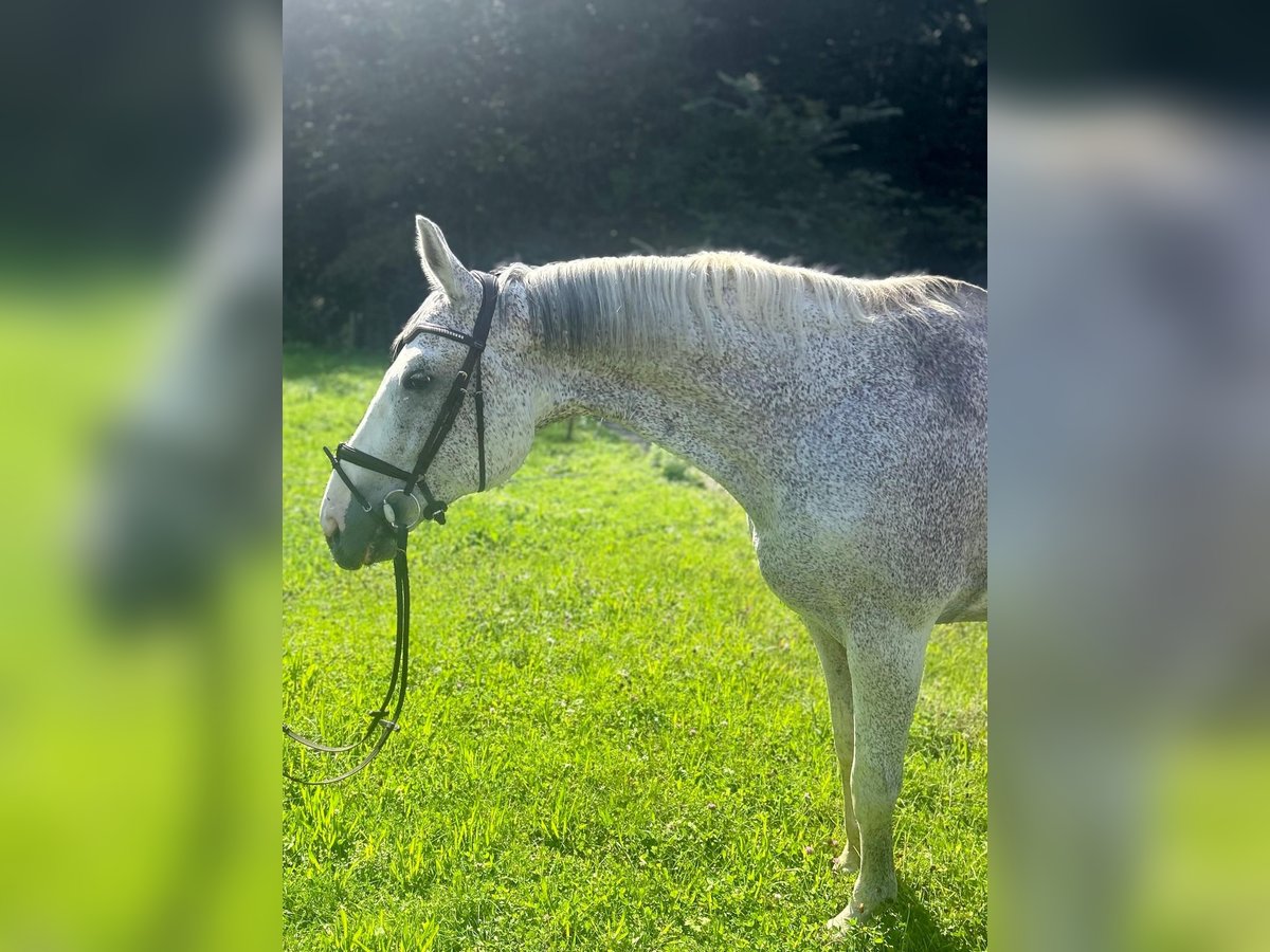 Duits sportpaard Ruin 13 Jaar 175 cm Schimmel in Thalgau