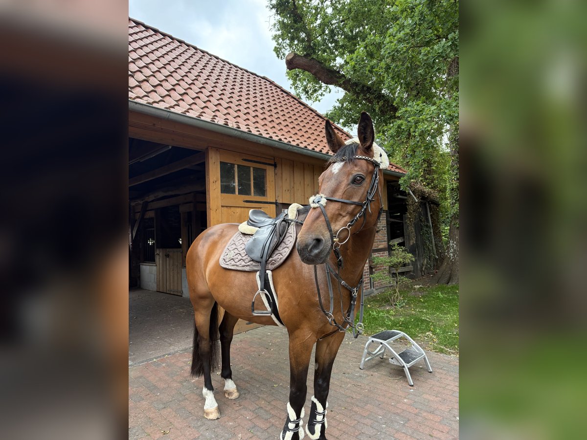Duits sportpaard Ruin 14 Jaar 170 cm Bruin in RastedeR