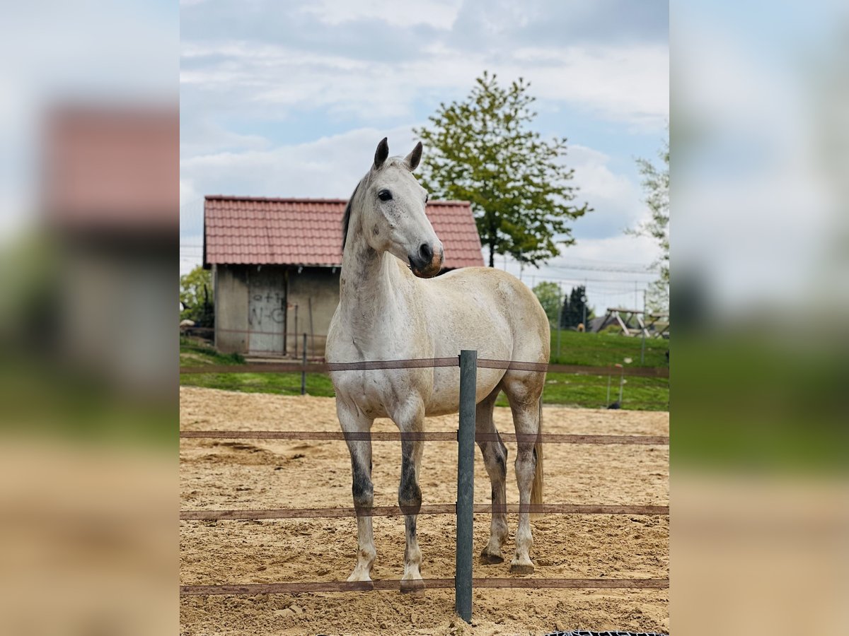 Duits sportpaard Ruin 15 Jaar 164 cm Vliegenschimmel in Lage