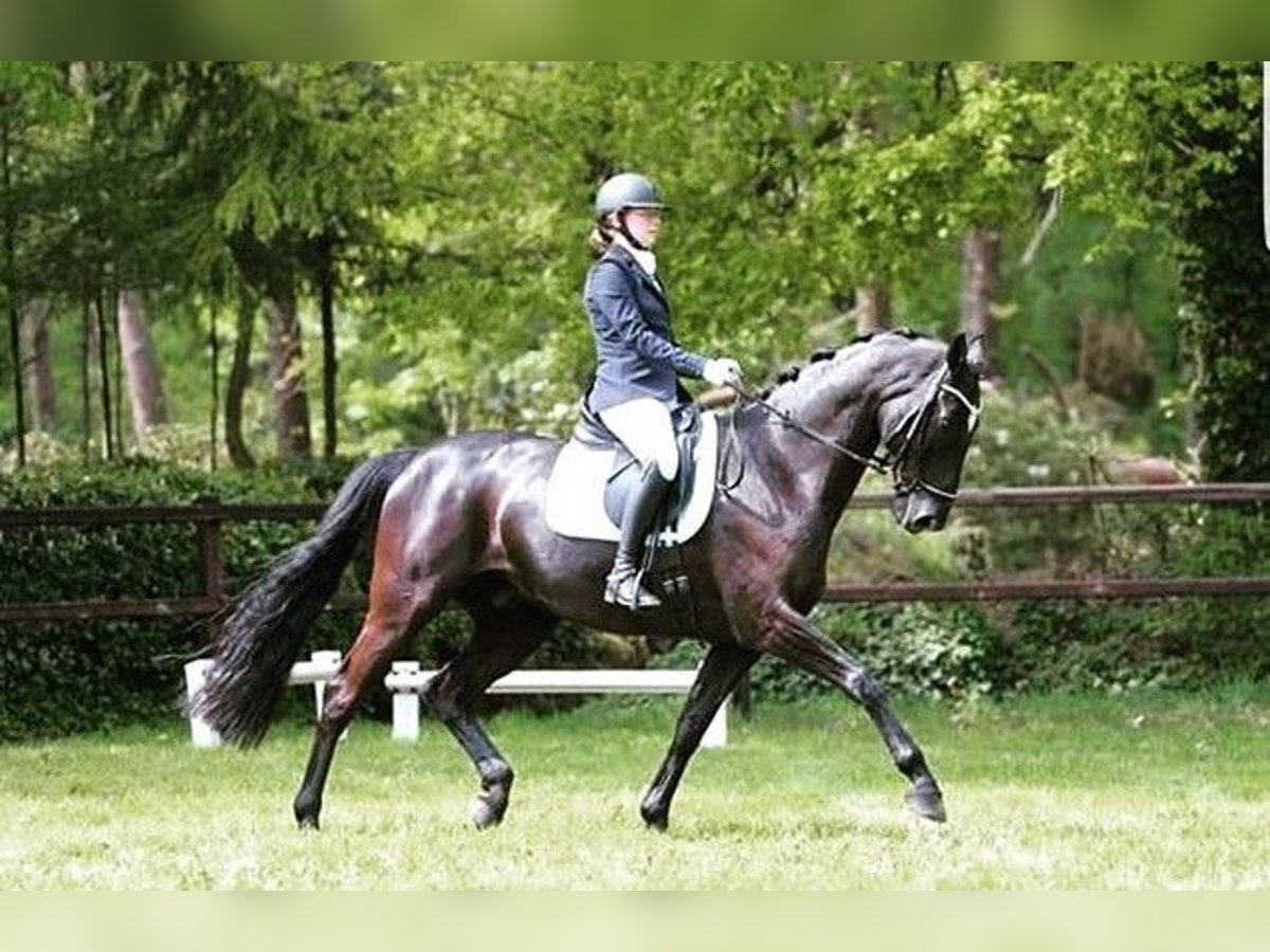 Duits sportpaard Ruin 15 Jaar 172 cm Zwart in Posterholt