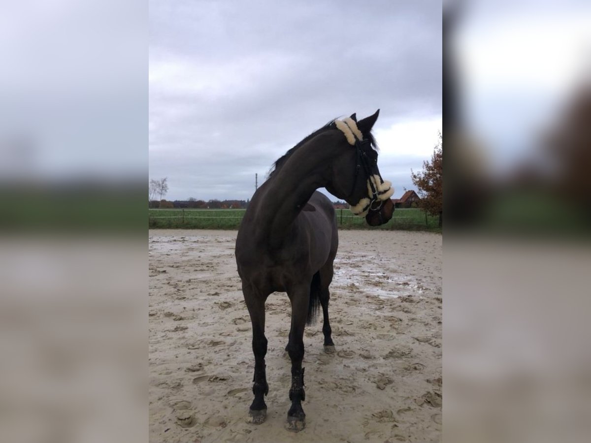 Duits sportpaard Ruin 19 Jaar 163 cm Bruin in Groß Ippener Duits sportpaard Ruin 19 Jaar 163 cm Bruin in Groß Ippener