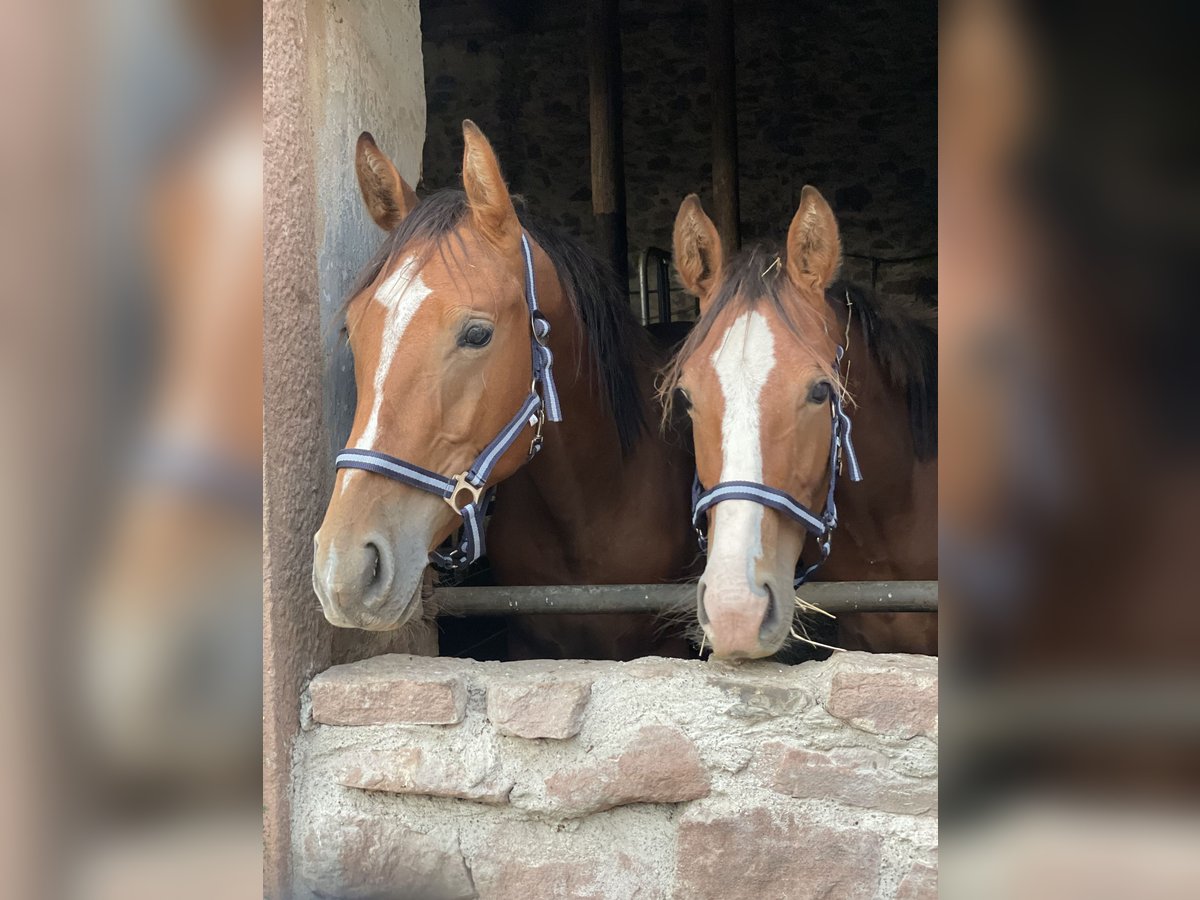 Duits sportpaard Ruin 2 Jaar 170 cm Bruin in Hohe Börde