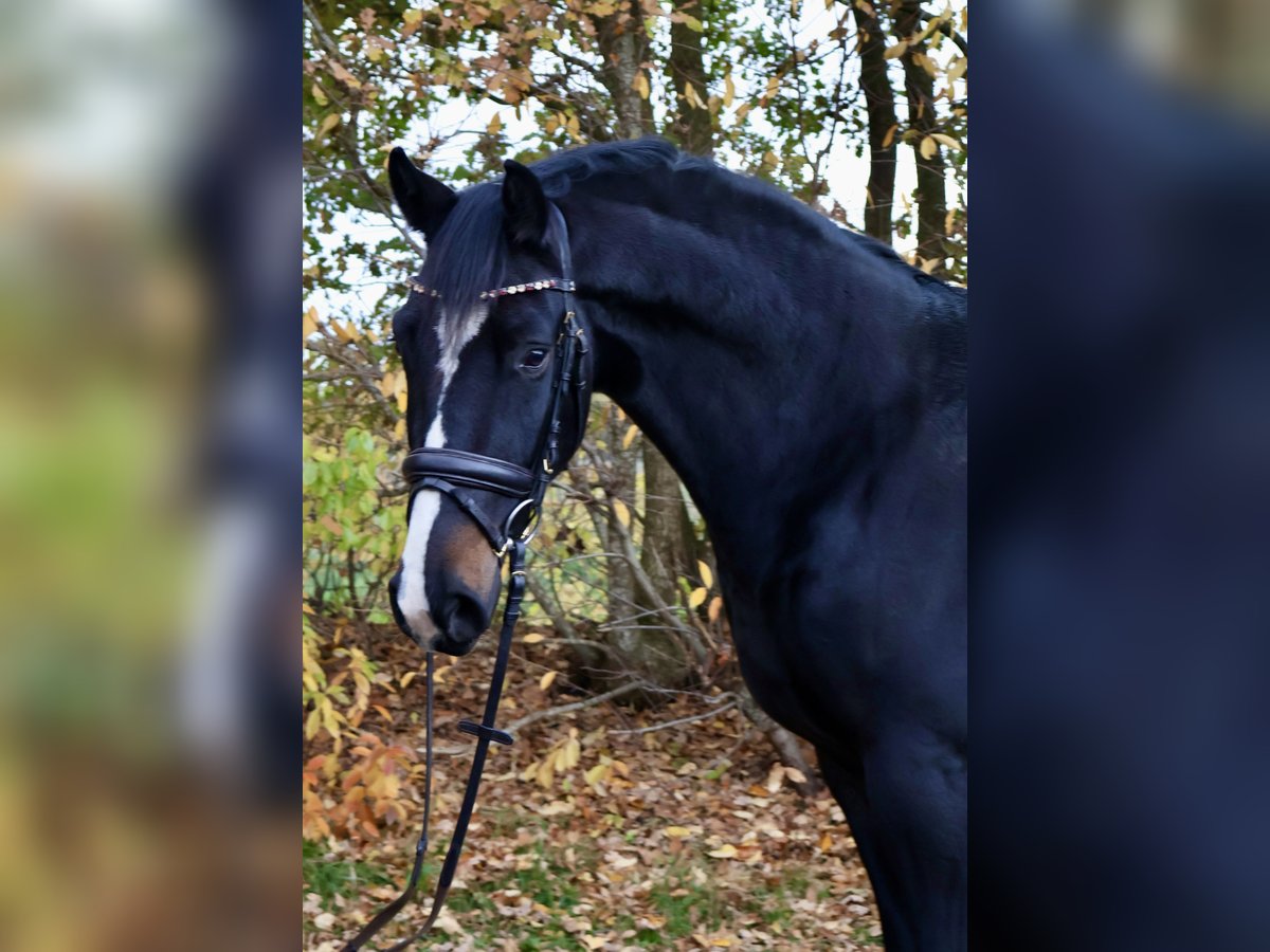 Duits sportpaard Ruin 3 Jaar 162 cm Zwartbruin in Isterberg