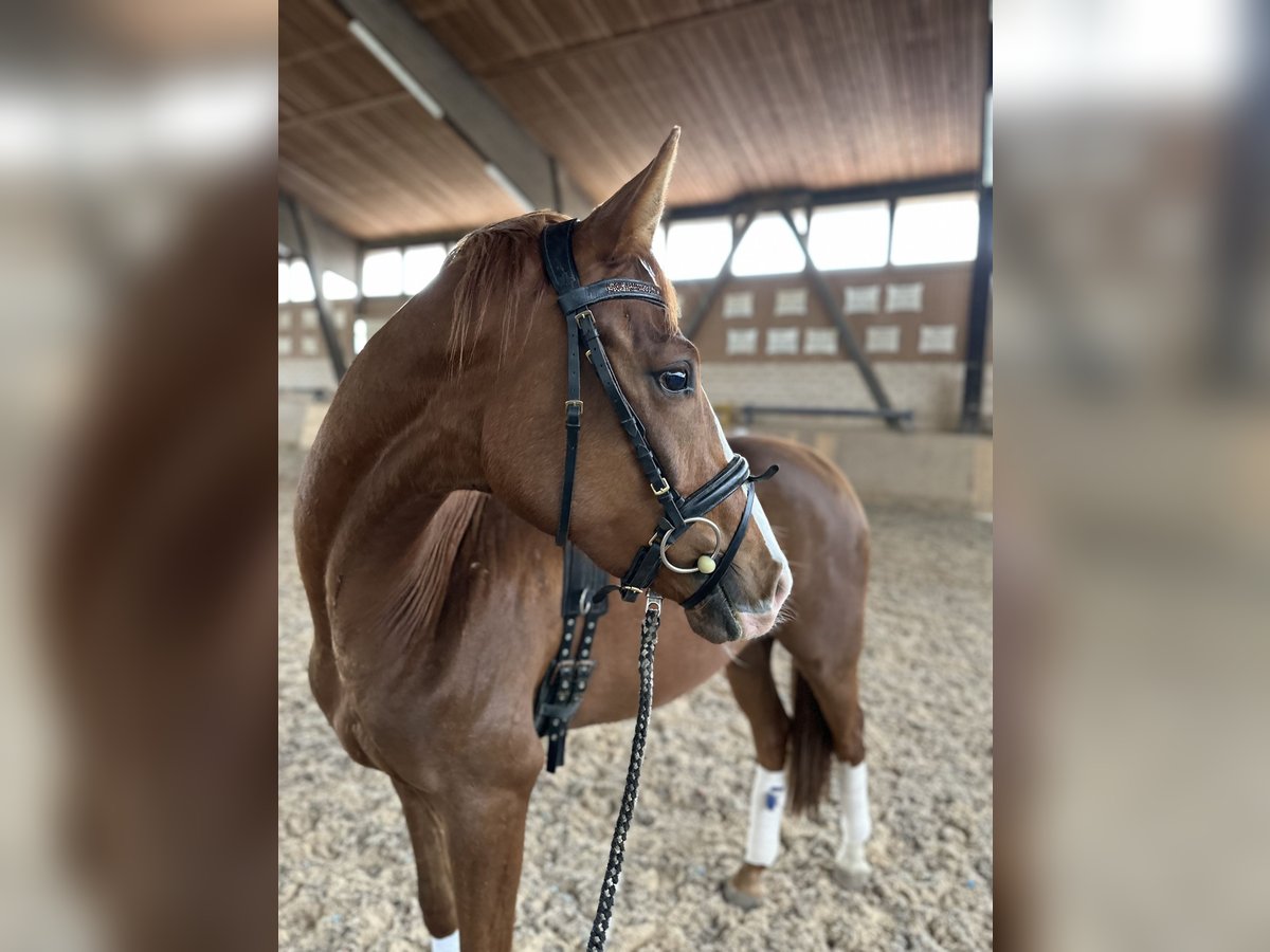 Duits sportpaard Ruin 3 Jaar 164 cm Vos in Heinersreuth