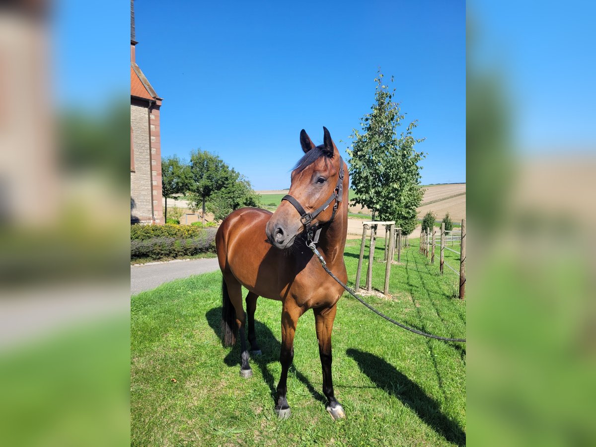 Duits sportpaard Ruin 3 Jaar 165 cm Bruin in Lauda-K&#xF6;nigshofen