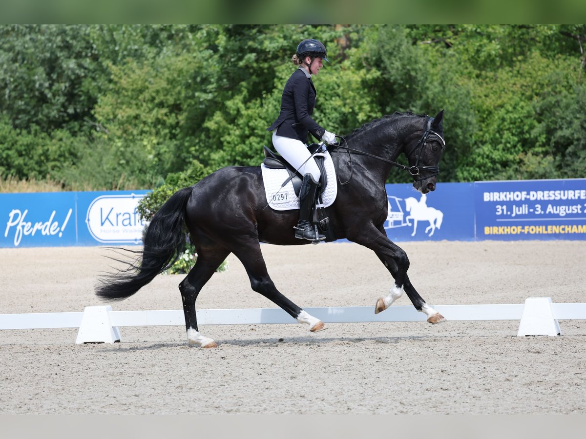 Duits sportpaard Ruin 3 Jaar 170 cm Zwart in T&#xFC;bingen