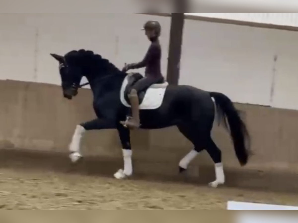 Duits sportpaard Ruin 3 Jaar 170 cm Zwartbruin in Bielefeld Duits sportpaard Ruin 3 Jaar 170 cm Zwartbruin in Bielefeld