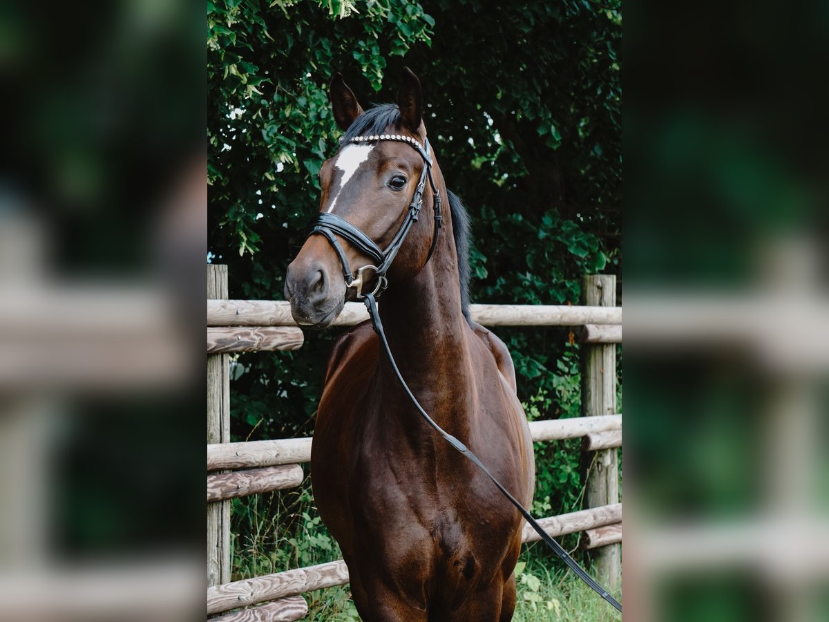 Duits sportpaard Ruin 4 Jaar 165 cm Donkerbruin in Porta Westfalica