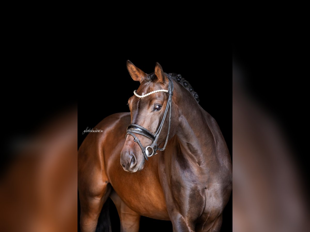 Duits sportpaard Ruin 4 Jaar 168 cm Donkerbruin in Lehrberg