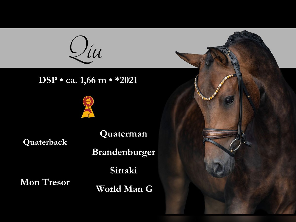 Duits sportpaard Ruin 4 Jaar 168 cm Donkerbruin in Wehringen