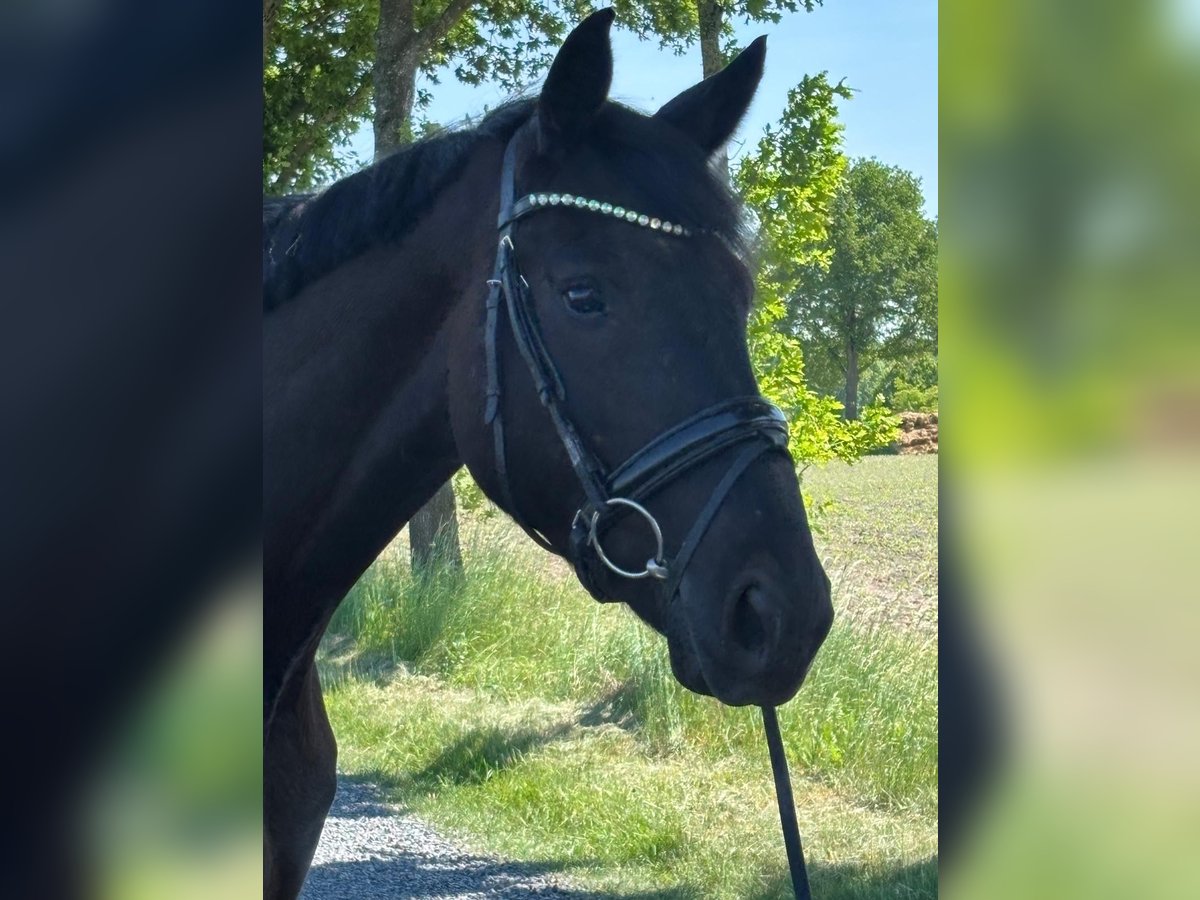 Duits sportpaard Ruin 4 Jaar 170 cm Zwart in L&#xFC;dinghausen