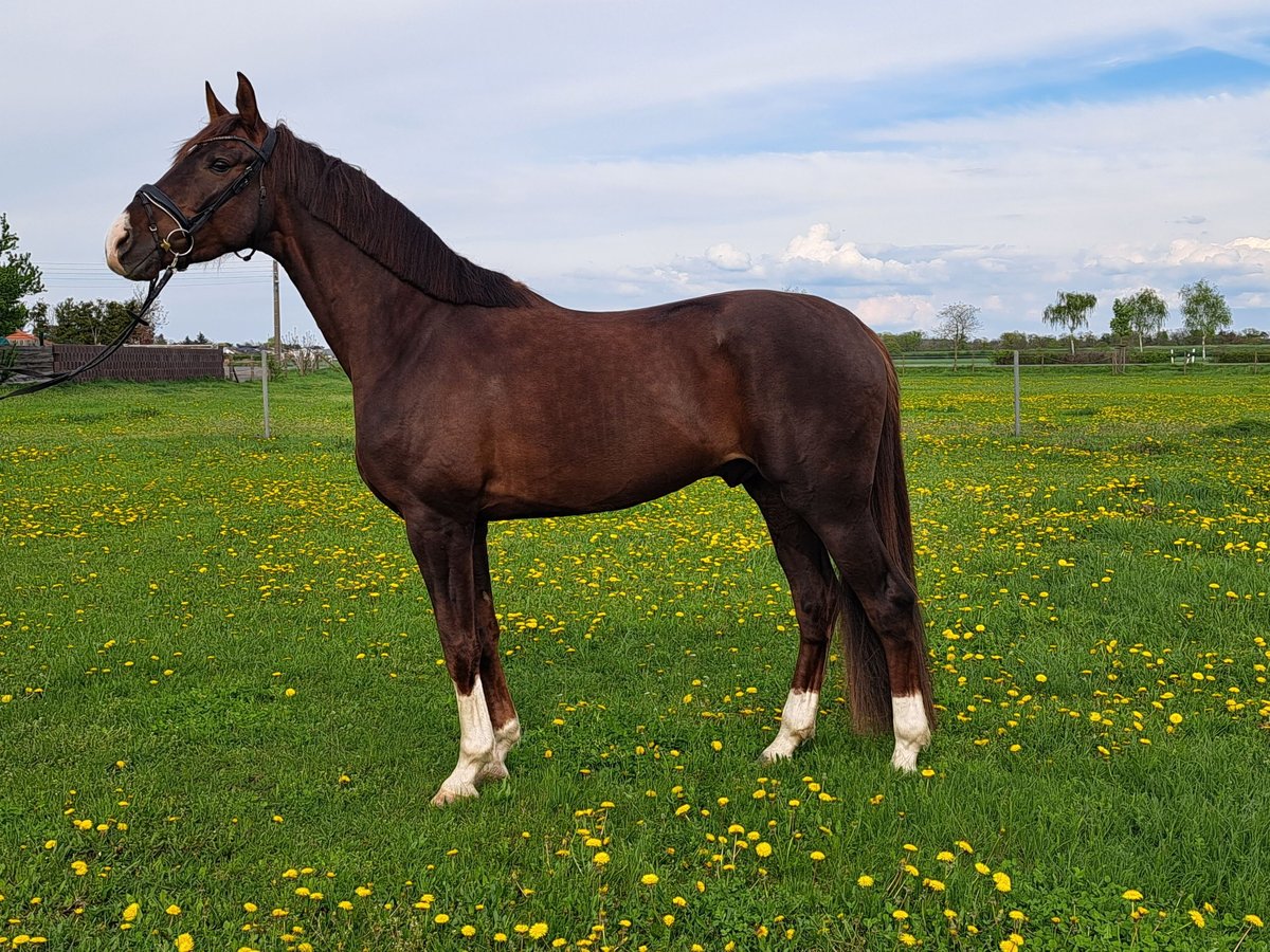 Duits sportpaard Ruin 4 Jaar 173 cm Donkere-vos in Eilenburg