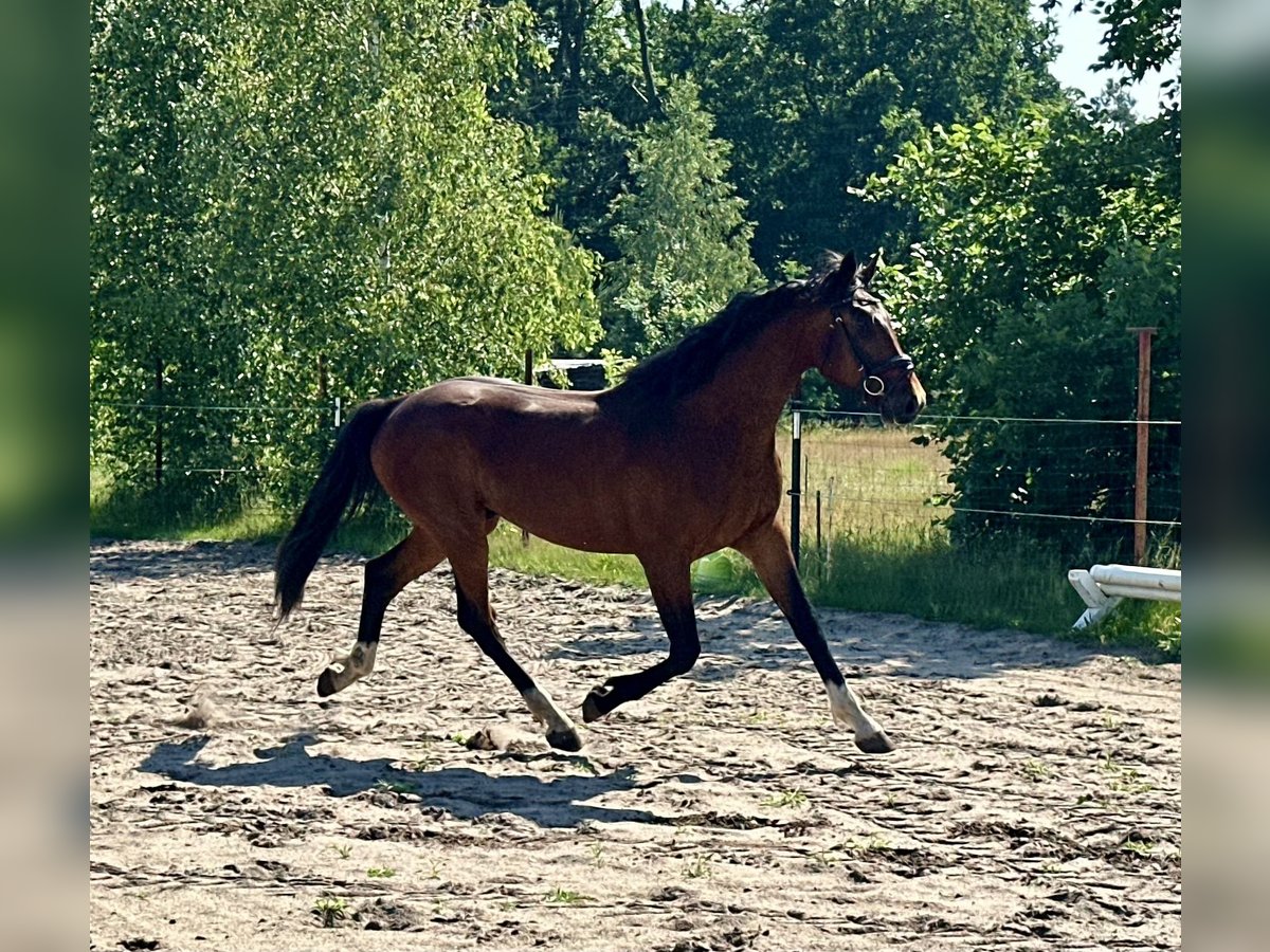 Duits sportpaard Ruin 4 Jaar 175 cm Bruin in Am Mellensee
