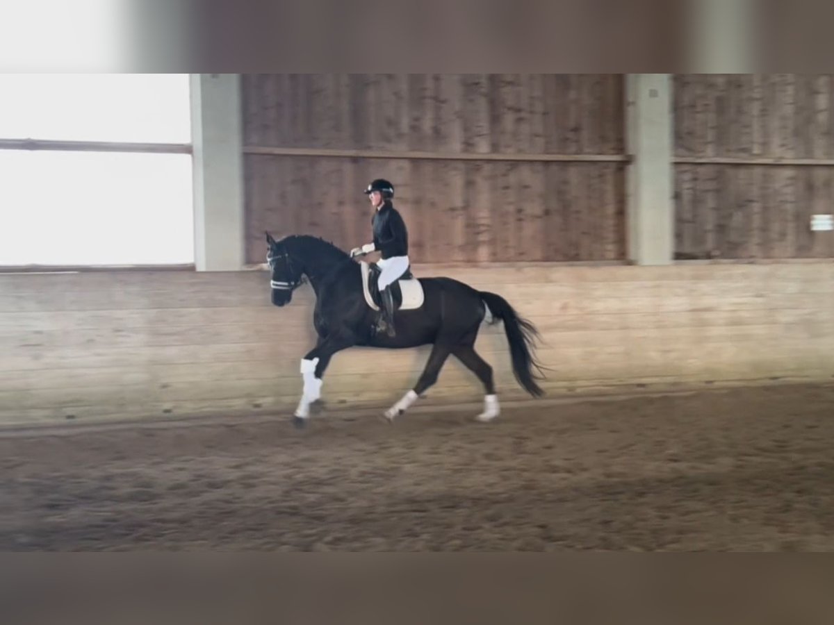 Duits sportpaard Ruin 4 Jaar 180 cm Zwart in Rotthalmünster