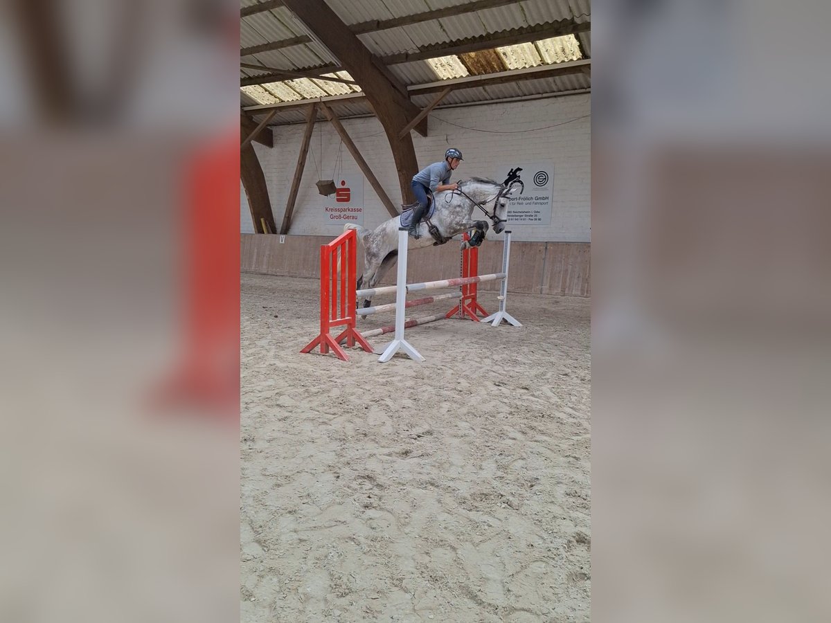 Duits sportpaard Ruin 5 Jaar 166 cm Schimmel in B&#xFC;ttelborn