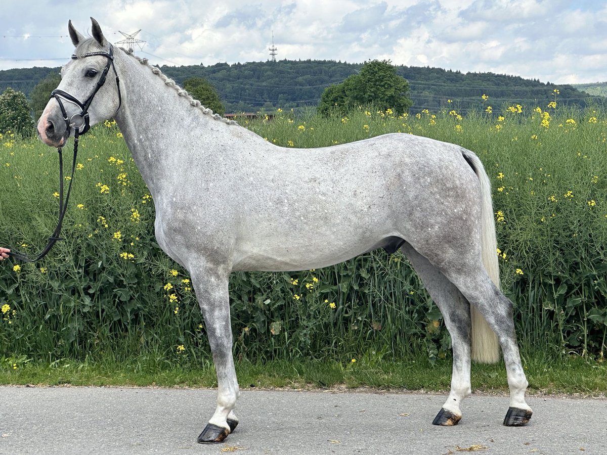 Duits sportpaard Ruin 5 Jaar 167 cm Schimmel in Riedlingen