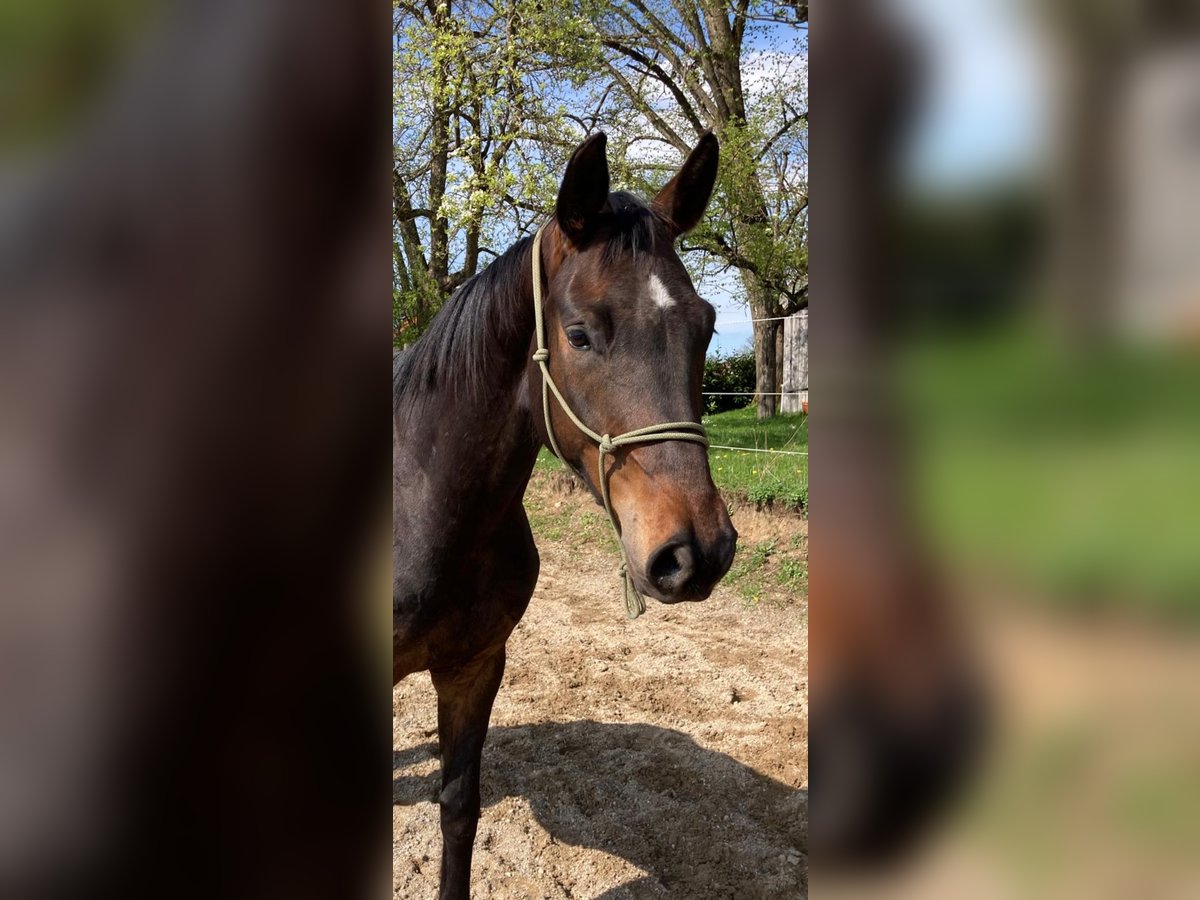 Duits sportpaard Ruin 5 Jaar 168 cm Donkerbruin in Fischbachau