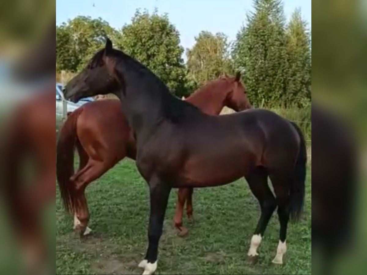 Duits sportpaard Ruin 5 Jaar 168 cm Zwartbruin in G&#xFC;strow