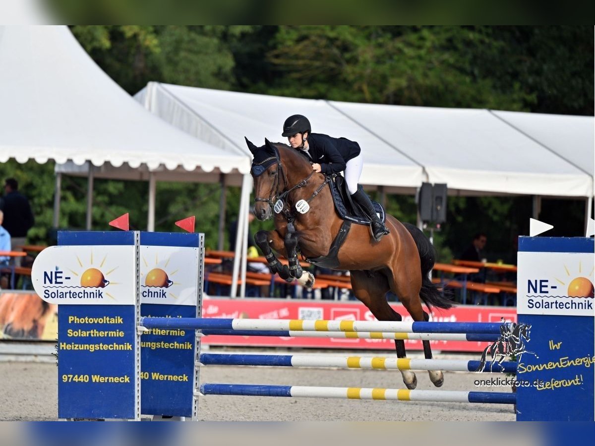 Duits sportpaard Ruin 5 Jaar 170 cm Bruin in Amberg