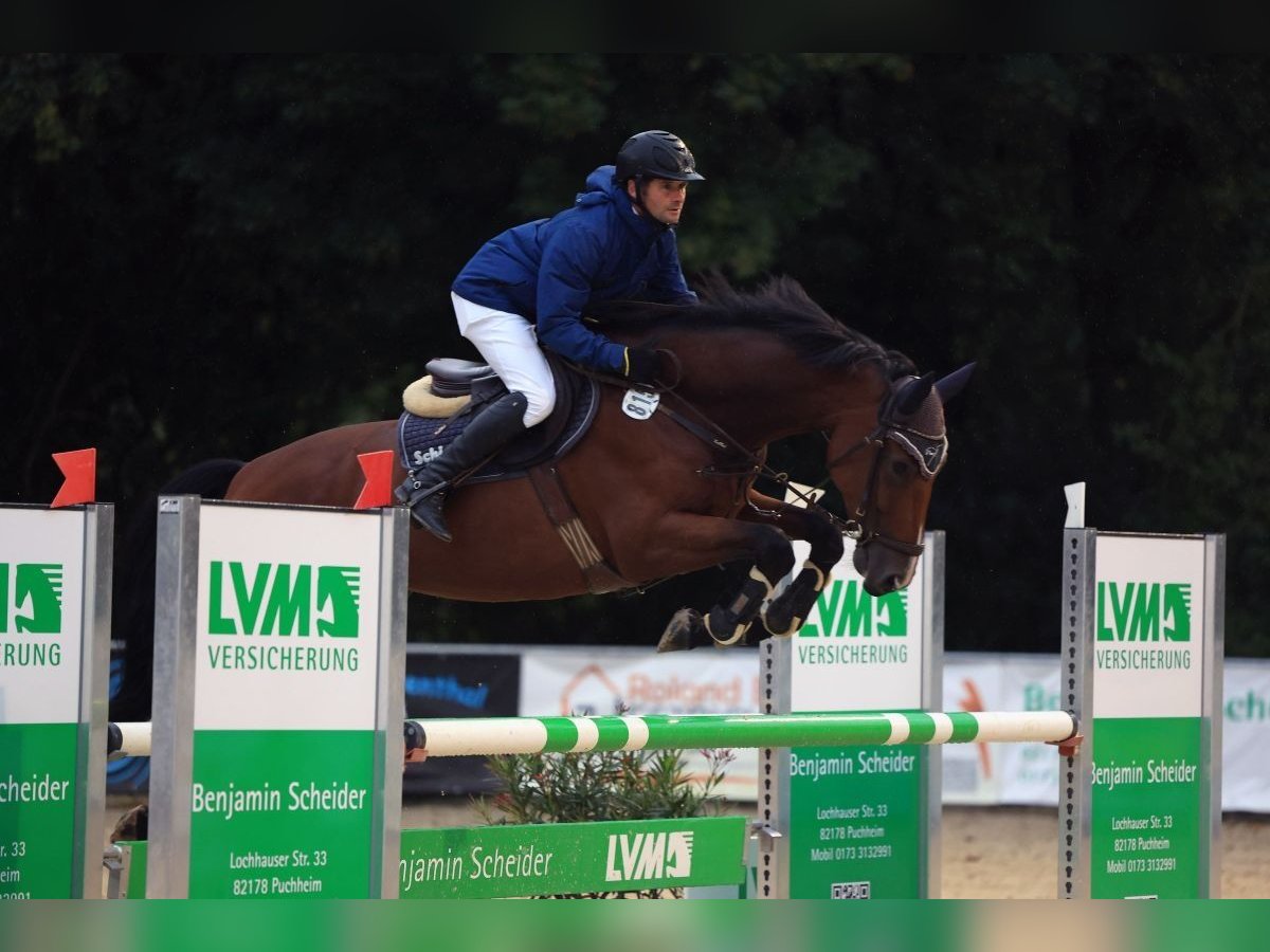 Duits sportpaard Ruin 5 Jaar 172 cm Bruin in Gerstetten