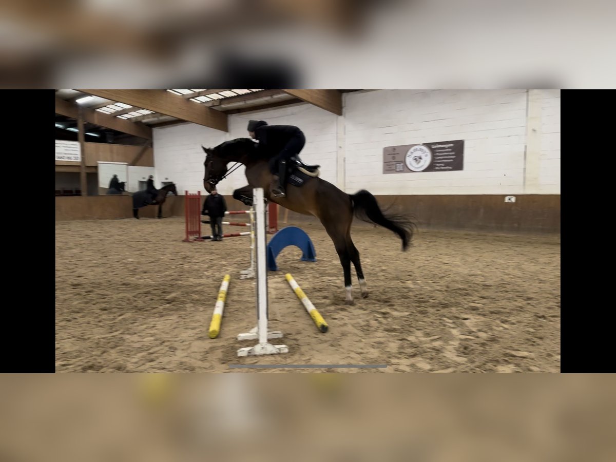 Duits sportpaard Ruin 5 Jaar 172 cm Bruin in Sch&#xF6;nefeld