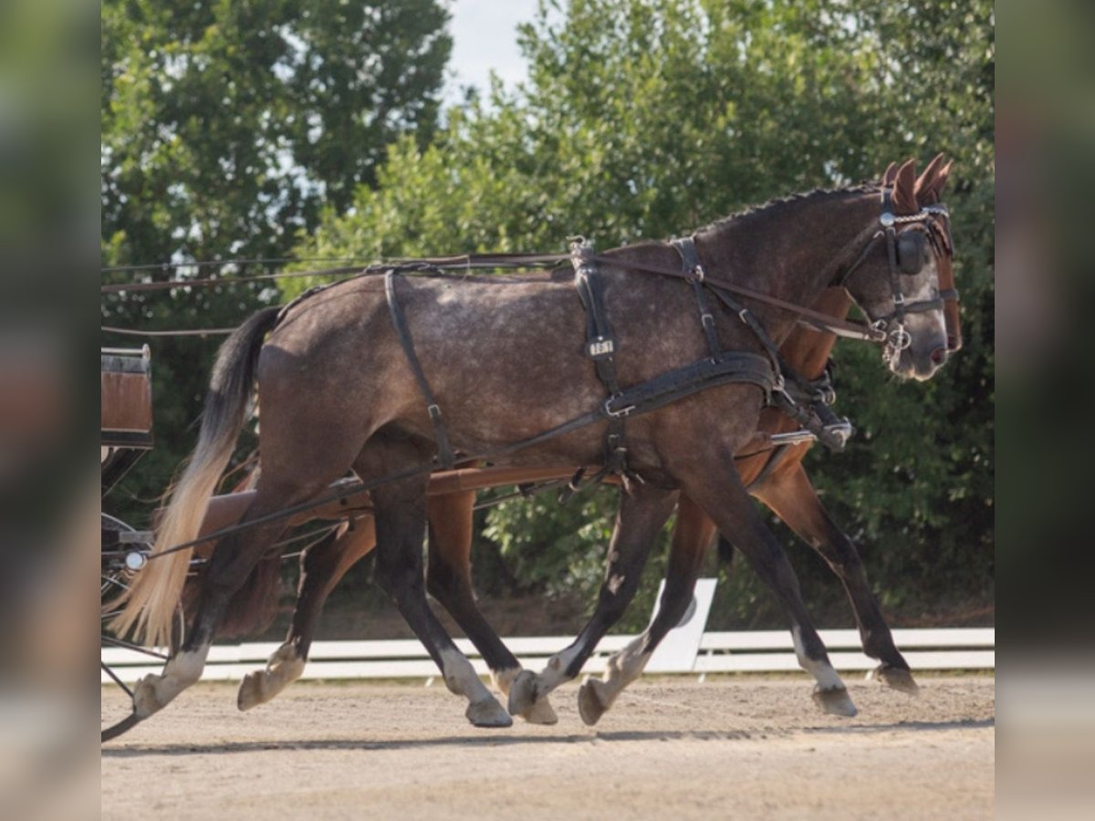 Duits sportpaard Ruin 5 Jaar 178 cm Zwartschimmel in Brackenheim