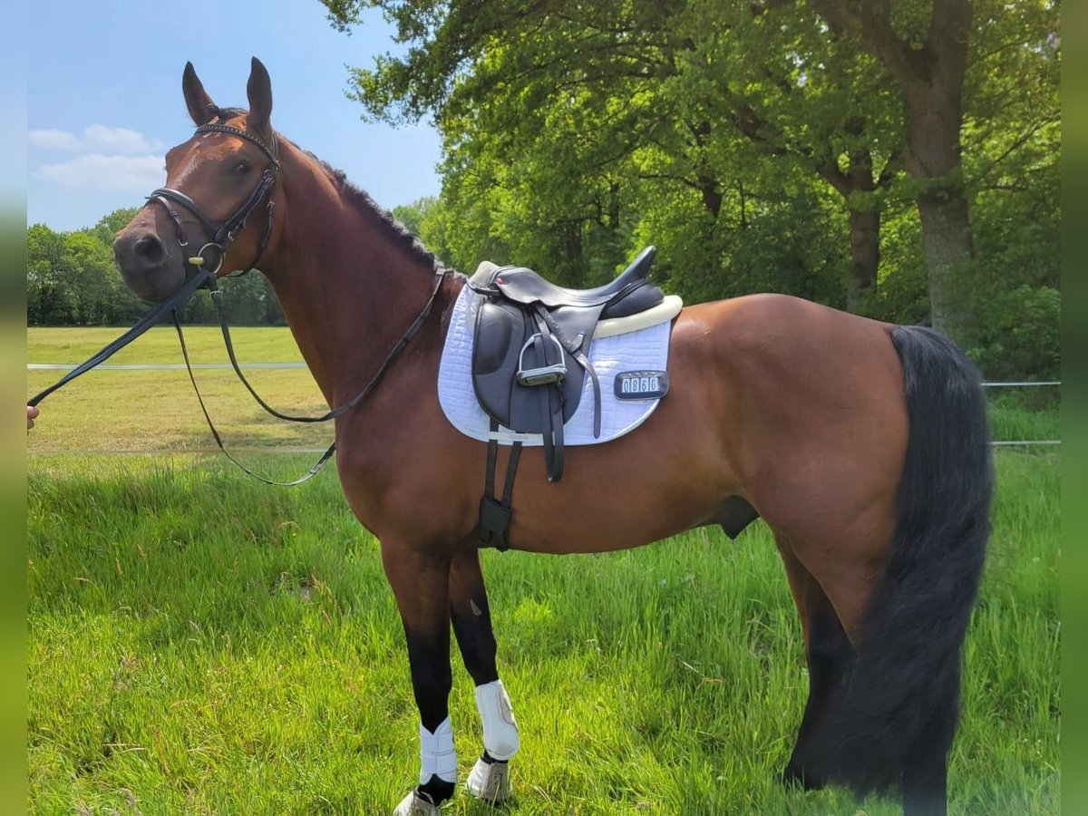 Duits sportpaard Ruin 6 Jaar 163 cm Bruin in Vechta