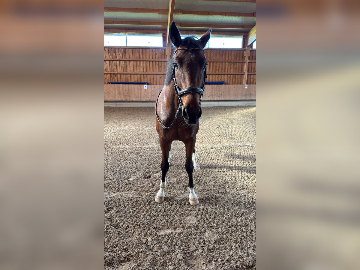 Duits sportpaard Ruin 6 Jaar 164 cm Bruin in Weilheim in Oberbayern