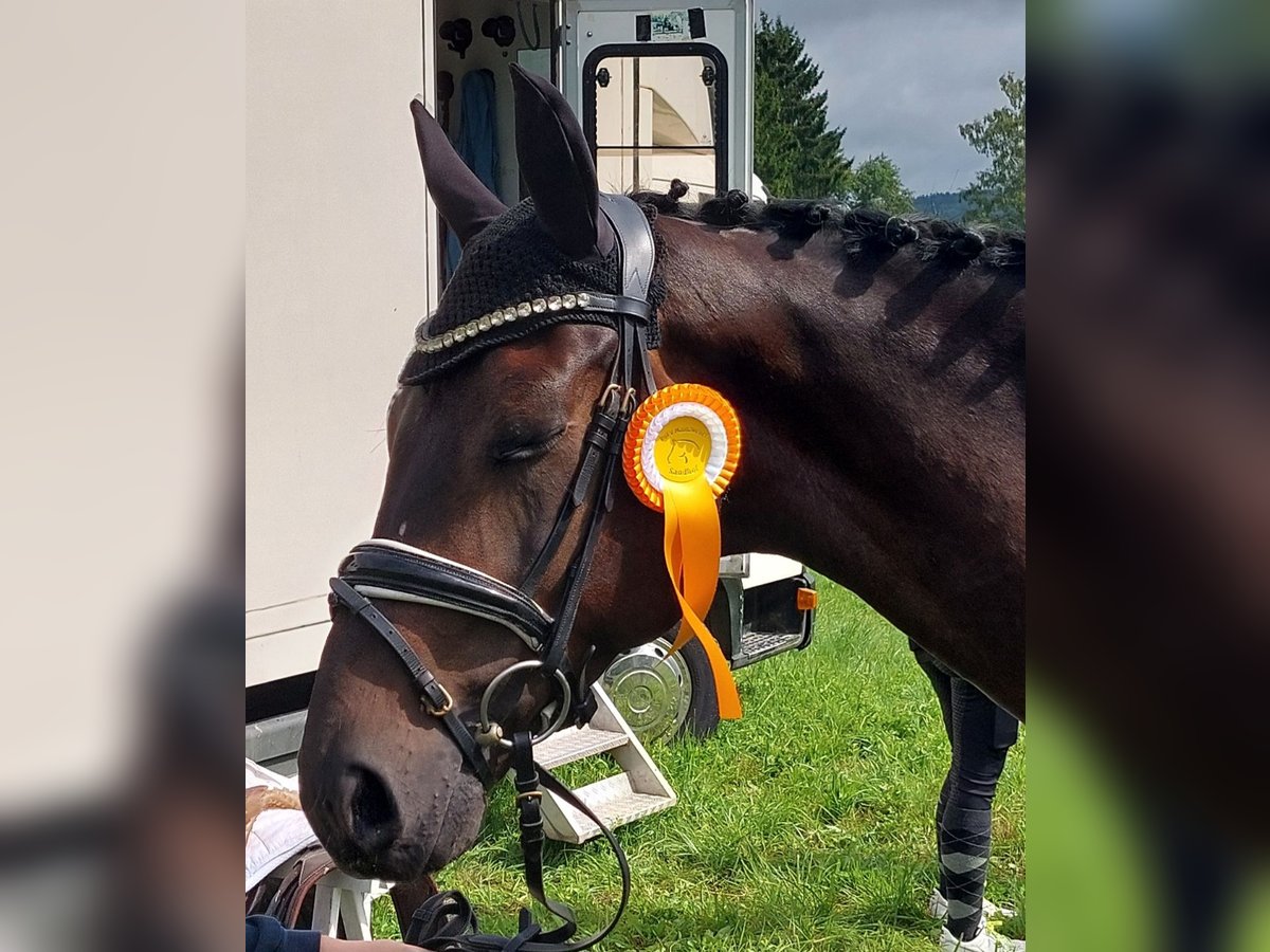 Duits sportpaard Ruin 6 Jaar 168 cm Donkerbruin in Walshausen