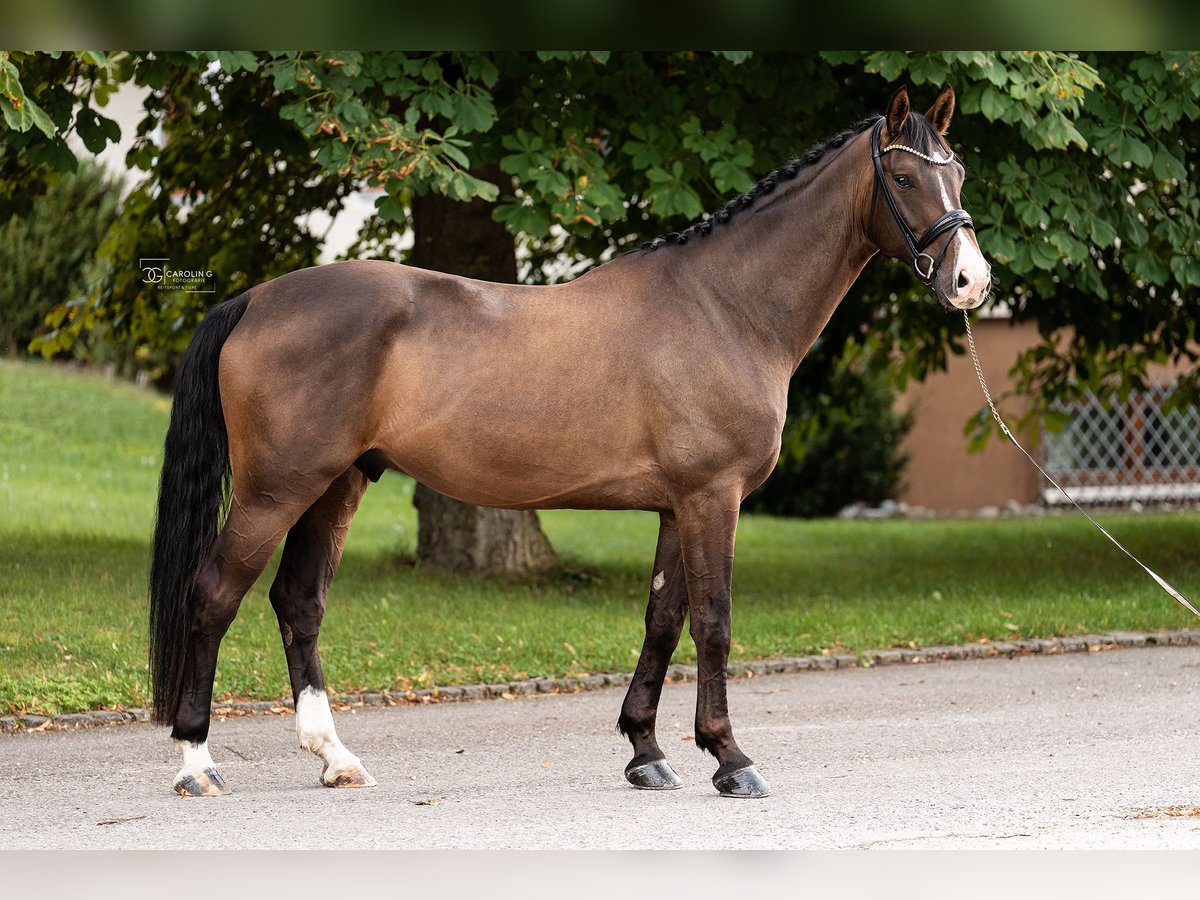 Duits sportpaard Ruin 6 Jaar 173 cm Donkerbruin in M&#xFC;nsingen