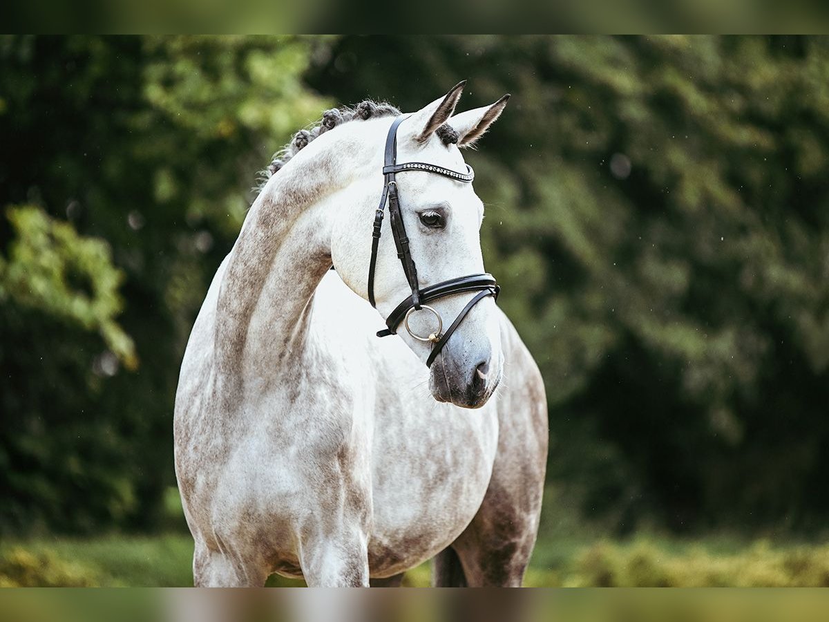 Duits sportpaard Ruin 6 Jaar 173 cm Schimmel in Riedstadt