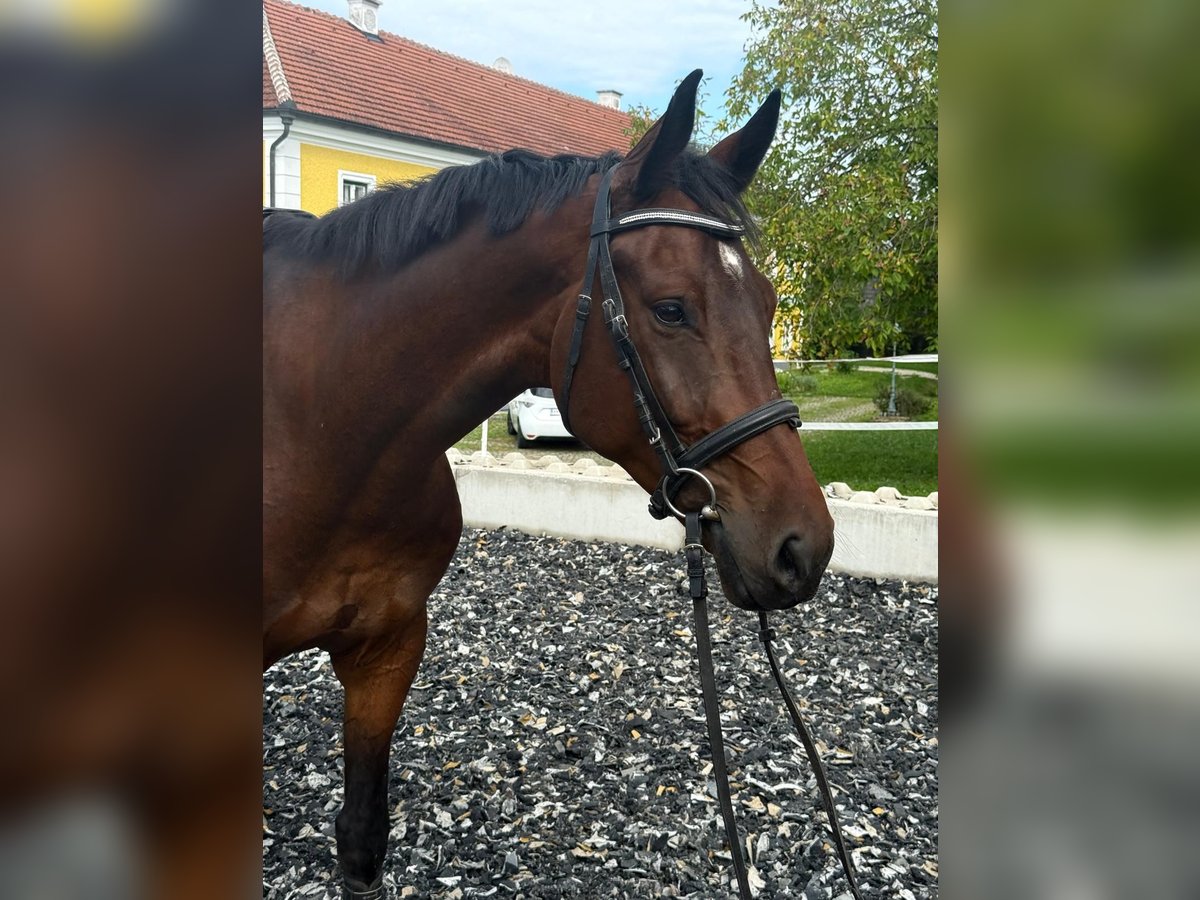 Duits sportpaard Ruin 6 Jaar 176 cm Bruin in Kornberg
