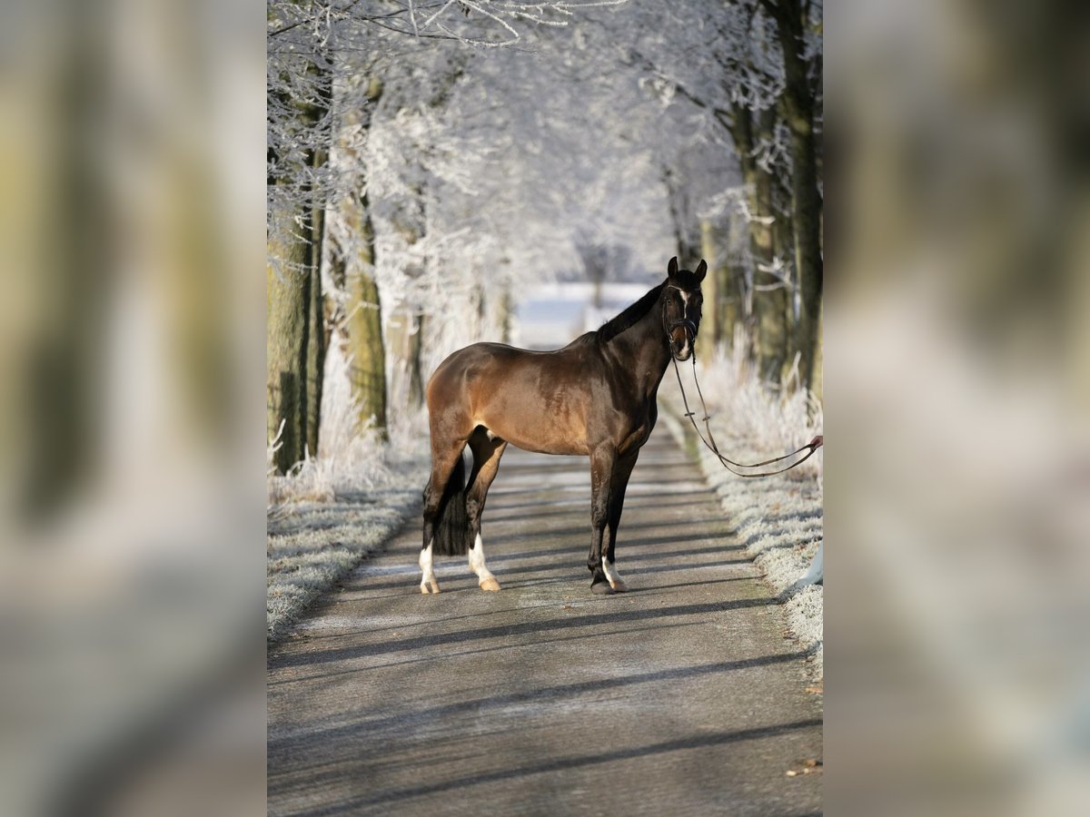 Duits sportpaard Ruin 7 Jaar 165 cm Brauner in Vlotho