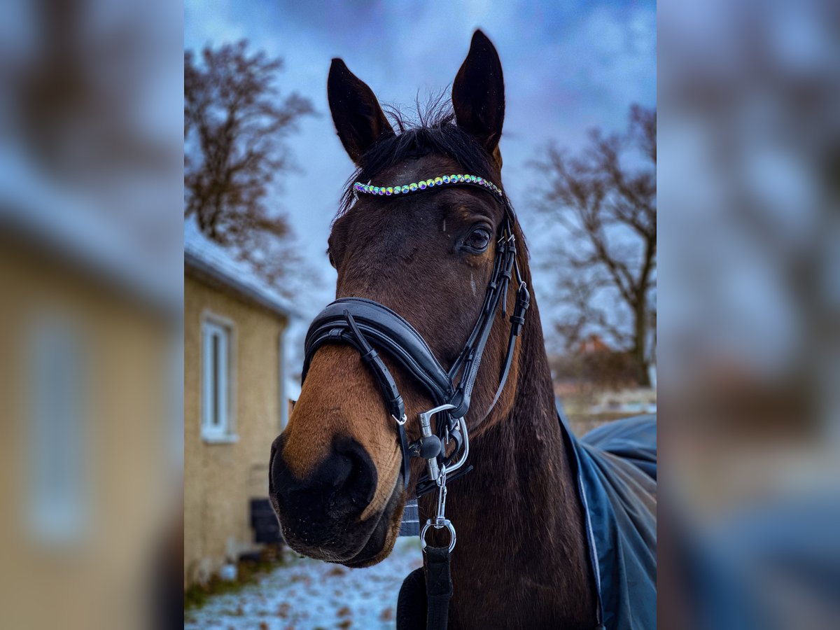 Duits sportpaard Mix Ruin 7 Jaar 170 cm in Karrenzin