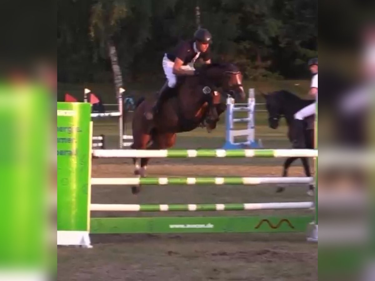 Duits sportpaard Ruin 8 Jaar 170 cm Bruin in Loitsche