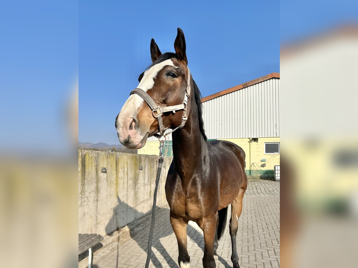 Duits sportpaard Ruin 8 Jaar 173 cm Donkerbruin in Ellrich