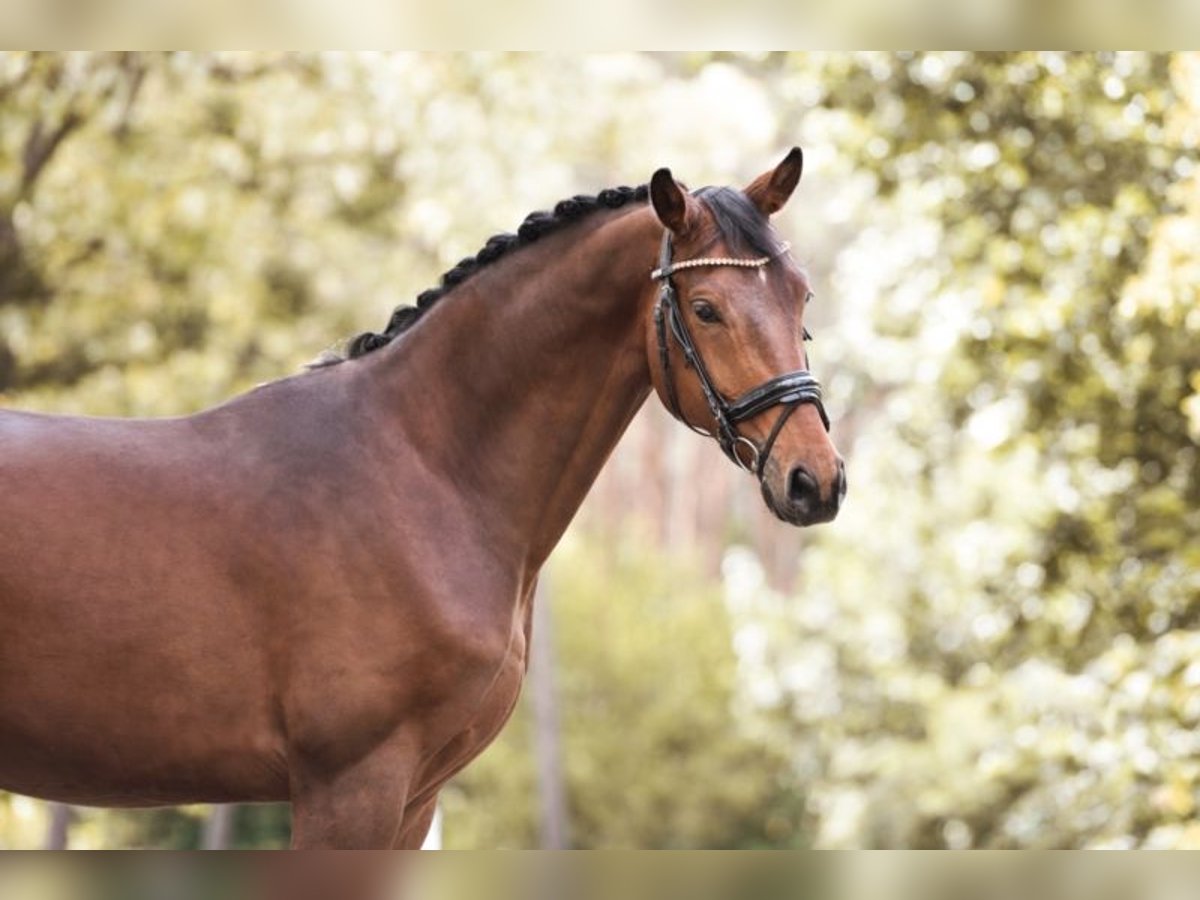 Duits sportpaard Ruin 9 Jaar 175 cm Bruin in Reichenbach OL Duits sportpaard Ruin 9 Jaar 175 cm Bruin in Reichenbach OL