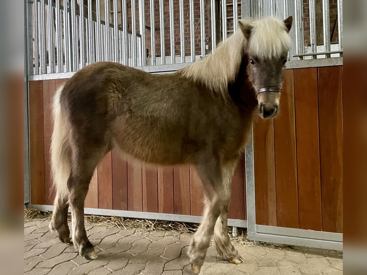 Duitse classic pony Hengst 1 Jaar 110 cm Donkere-vos in Osterode am Harz