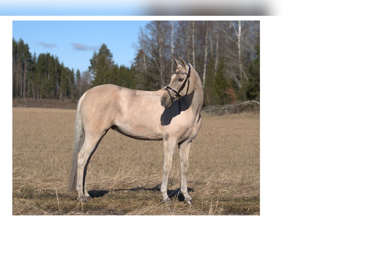 Duitse classic pony Merrie 14 Jaar 142 cm Buckskin in Ekolsund