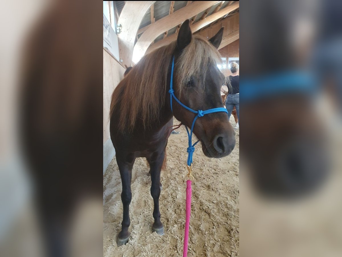 Duitse classic pony Merrie 16 Jaar 112 cm Donkere-vos in Pfyn