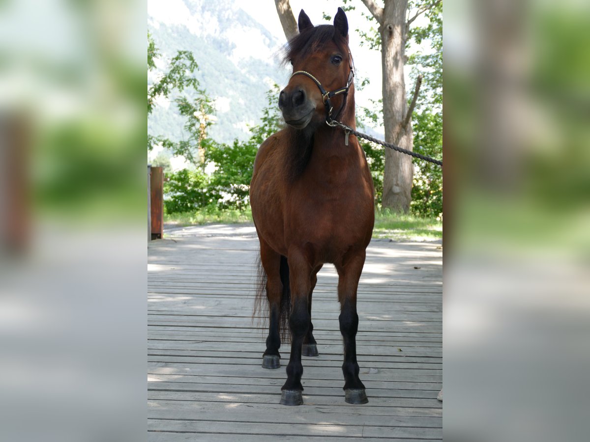 Duitse classic pony Merrie 3 Jaar 107 cm Donkerbruin in Axams