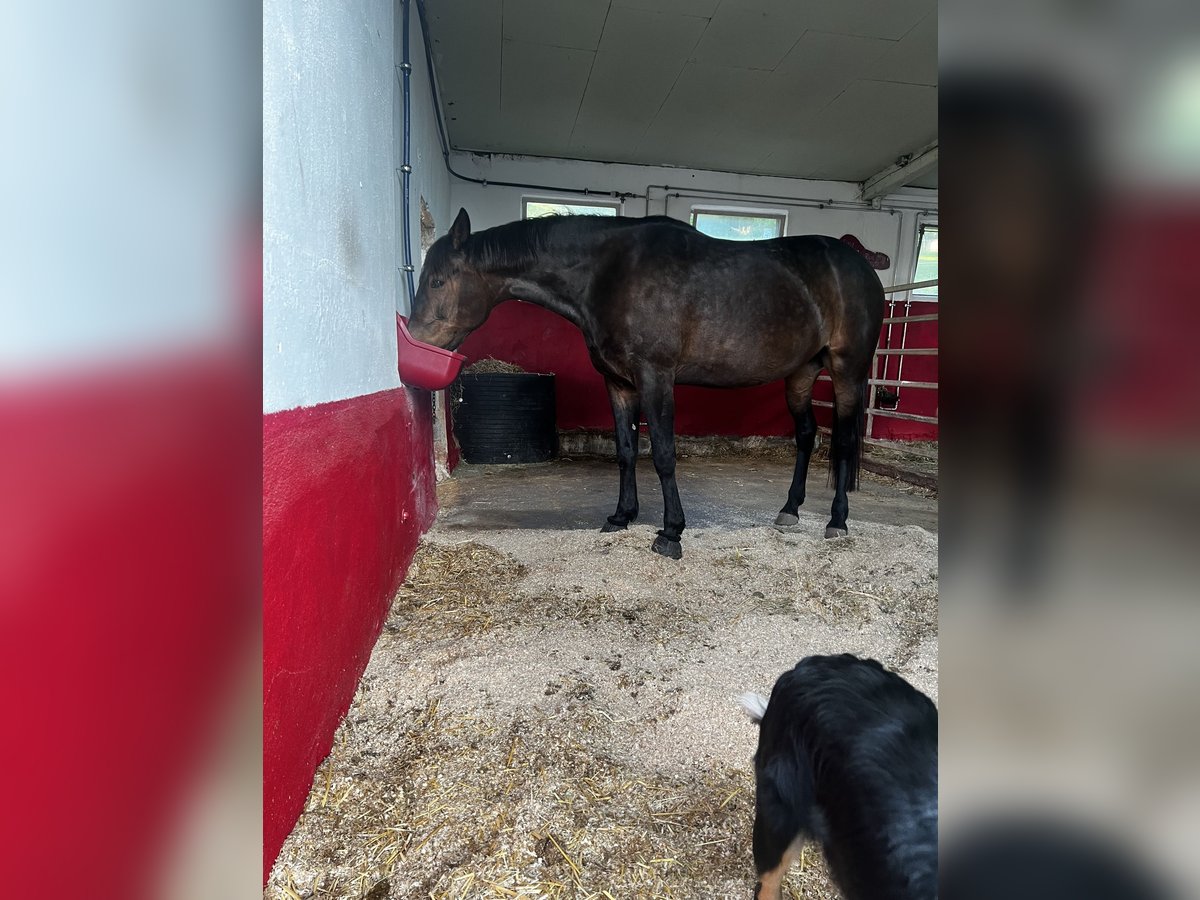 Duitse draver Merrie 10 Jaar 167 cm Donkerbruin in GeslaU