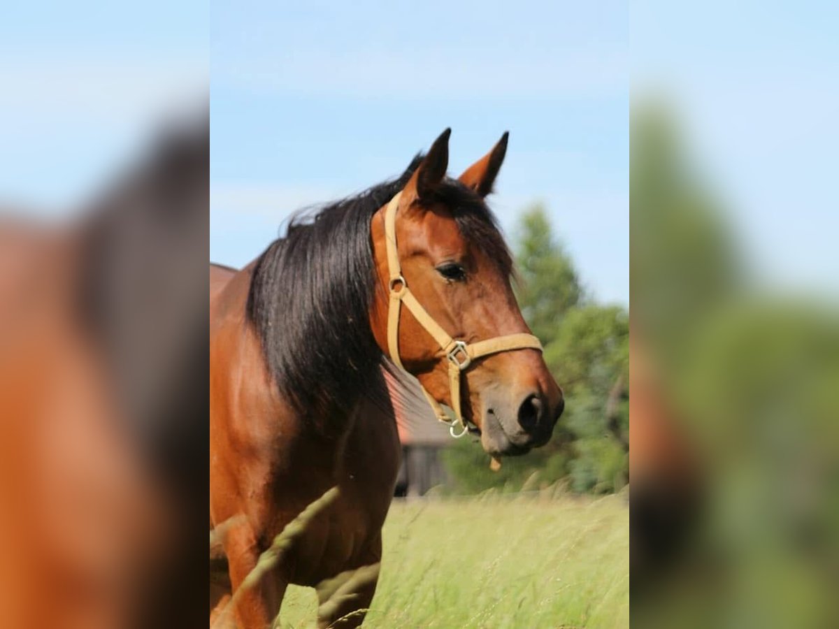 Duitse draver Merrie 11 Jaar 160 cm Bruin in Havelberg