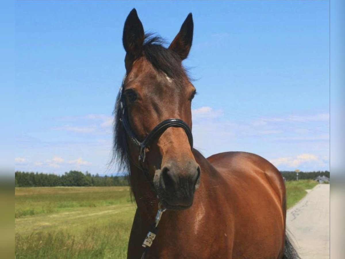 Duitse draver Merrie 17 Jaar 167 cm Donkerbruin in Tiefenbach